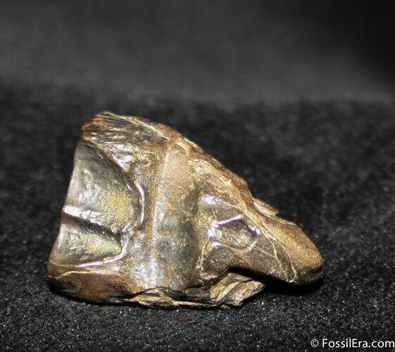 Million Year Old Fossil Triceratops Tooth #748